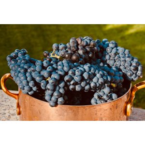Vinič hroznorodý (Vitis vinifera) ‘LEON MILLOT´ – výška 60-80 cm, kont. C3L